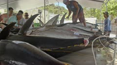 Bigeye  and Yellowfin Tuna being measured and sorted  in Fish Market in Palau