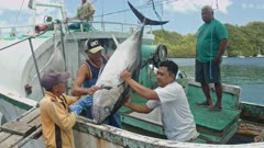 Workers unload a Bigeye Tuna from a long-line fishing vessel in Palau