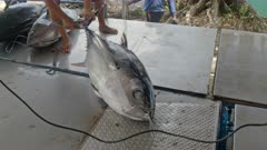 Workers load a Bigeye Tuna onto a weighing scale at a fish market