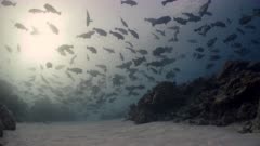 Wide shot of Bumphead Parrotfish aggregating above a reef before spawning at dawn.