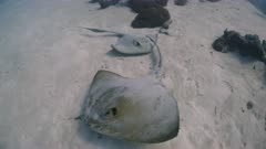 Two Ribbon Tail Stingrays swim over sandy seabed past camera