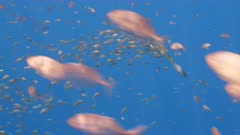 Multitudes of small juvenile fish follow a larger fish as it swims around next tom a FAD in the open ocean