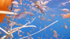 Close up shot of FAD surrounded by thousands of small silver juvenile fish