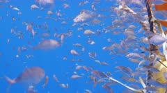 POV shot moving underwater towards FAD surrounded by thousands of small silver juvenile fish