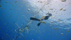 A Marine Biologist free-dives on a FAD surrounded by thousands of small silver juvenile fish