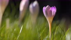 Close up of purple crocus flower in spring sunshine 8K