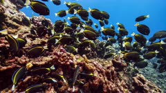 A school of White cheeked Surgeonfish aggregating over pink reef 