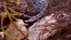 Close up underwater shot of greater pipefish swimming along seabed amongst seaweed. UK