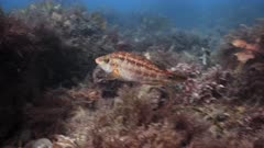 Corkwing wrasse swims over seabed in temperate ocean. UK