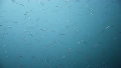 Large school of sandeels feed and dart around in shallow temperate water, reacting to predators then leaving frame. UK