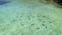 Aerial shot descending towards school of Bumphead Parrotfish feeding in shallow water at Palmyra Atoll 
