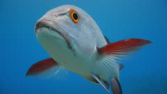 Red Snapper swims towards and inspects camera