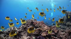 Large school of yellow butterflyfish swim over coral reef with SCUBA diver in background