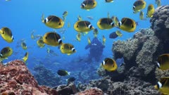 Large school of yellow butterflyfish swim over coral reef with SCUBA diver in background