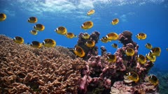 Large school of yellow butterflyfish swim over coral reef