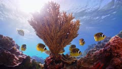 Small school of butterflyfish swim past hard coral colony backlit by sun