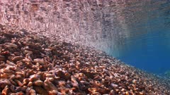 Abstract underwater shot of coral rubble beach in calm clear water