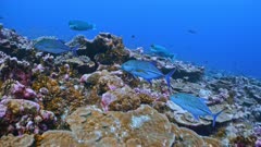 Underwater shot following hunting fish as they swim over a deep reef with corals and small fish, shot pans to SCUBA divers