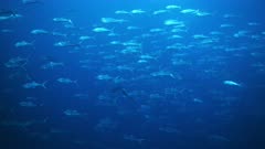 Huge school of silver Milkfish swim in open blue Pacific Ocean