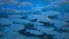 Underwater shot of large school of mullet in clear blue water
