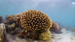 Underwater static shot coral reef colonies within a tropical lagoon.