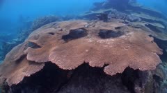 Underwater shot revealing huge table coral on tropical Pacific reef.