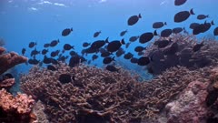 Underwater shot of large school of black Surgeonfish swimming over a coral reef