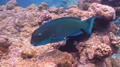 Underwater shot of feeding Steephead Parrotfish