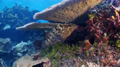 Underwater shot of large camouflaged grouper resting under table coral