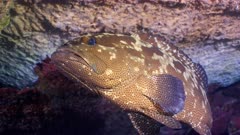 Underwater shot of large camouflaged grouper resting under table coral, mouth gaping display.