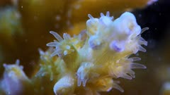 Underwater Macro shot feeding coral polyps in mild current with plankton flowing past.