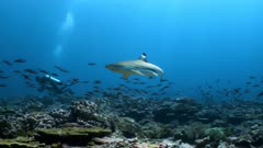Blacktip Reef Shark swims through school of fish towards camera, SCUBA Divers in background