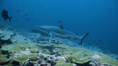 Grey Reef Shark swims over deep coral reef.
