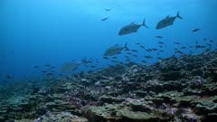 Wide angle shot of group of predatory Trevally fish swim across frame over coral reef