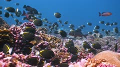 Huge school of White cheek Surgeonfish swimming over and grazing on coral reef