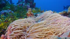Large Anemone sways in current with multitude of Orangefin Dascyllus fish hiding in tentacles