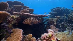 Underwater shot of tranquil coral reef with large Camouflage Grouper swimming through frame 