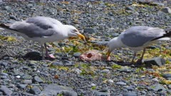 Two seagulls fight over a discarded fish head on stony beach, Cornwall, UK