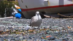 Juvenile seagull forages for food on stony beach in Cornwall, UK