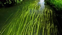 Aerial shot oblique view of River Avon in Wiltshire UK with trees and river weed.