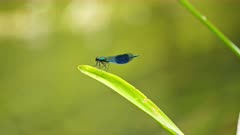 Close up of Banded Demoiselle, Dragonfly sitting on plant next to river