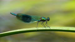 Close up macro shot of Male Banded Demoiselle Dragonfly resting on leaf next to river, UK