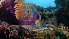 Wide low angle shot of Anemone with resident fish family in current