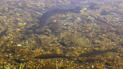 A variety of fishes swim in shallow chalk river