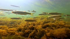 Underwater shot of small and juvenile freshwater fish swimming in River Avon