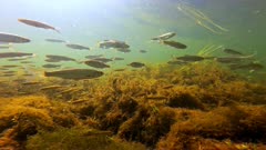 Underwater shot of small and juvenile freshwater fish swimming in River Avon