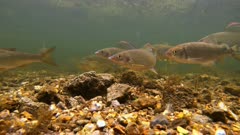 Underwater shot of large variety of freshwater fish swimming in River Avon. UK