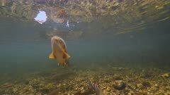 Underwater shot of large trout taking bait at surface before swimming away