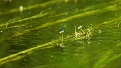 Telephoto shot of river weed flowers swaying in current with male banded demoiselle resting on them