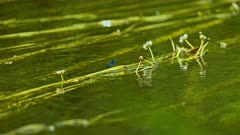 Telephoto shot of the River Avon with Reeds and Demoiselle resting on plants on surface of the water